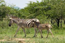Zebra (27 von 28).jpg